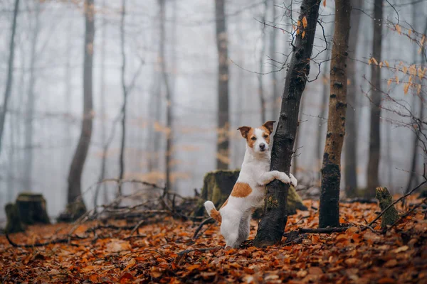 Hond in het herfstbos. Jack Russell Terrier op een stompje. — Stockfoto
