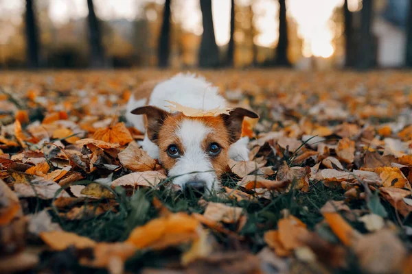 Cane nella foresta autunnale. Jack Russell Terrier su un ceppo. — Foto Stock