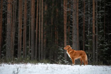 Kışın ormanda bir köpek. Nova Scotia Duck Tolling Retriever ağaçlardaki bir kütüğe bağlı.