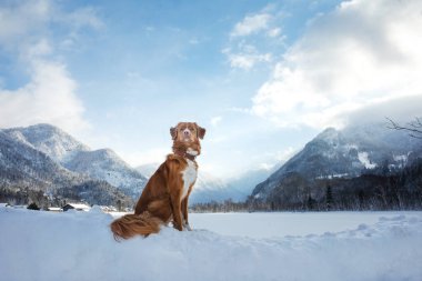 Köpek kışın arka planda, dağlarda. Nova Scotia Duck Tolling Retriever doğada