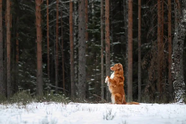 Cane nella foresta in inverno. Nova Scotia Duck Tolling Retriever poggia su un tronco tra gli alberi — Foto Stock
