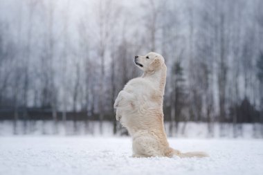 Kışın kar altında bir köpek. Golden retriever doğada oynar