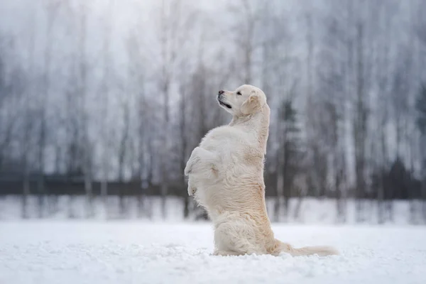 Σκύλος το χειμώνα στο χιόνι. Golden Retriever παίζει στη φύση — Φωτογραφία Αρχείου