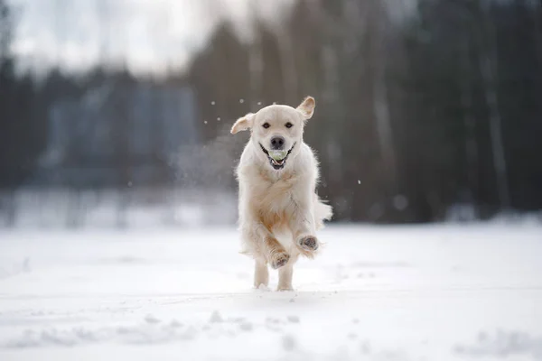 Perro en el invierno en la nieve. Golden retriever juega en la naturaleza — Foto de Stock