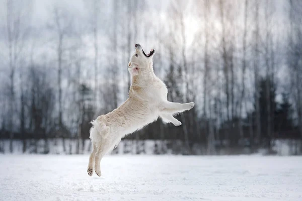 Chien en hiver dans la neige. Golden retriever joue dans la nature — Photo