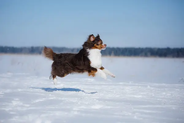 Cão no inverno na natureza. Pastor australiano ativo correndo na neve — Fotografia de Stock