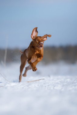 Kışın doğada bir köpek. Kar üzerinde koşan aktif Macar vizsla