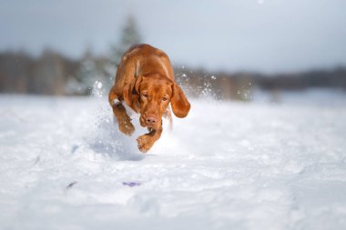 Kışın doğada bir köpek. Kar üzerinde koşan aktif Macar vizsla