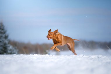 Kışın doğada bir köpek. Kar üzerinde koşan aktif Macar vizsla