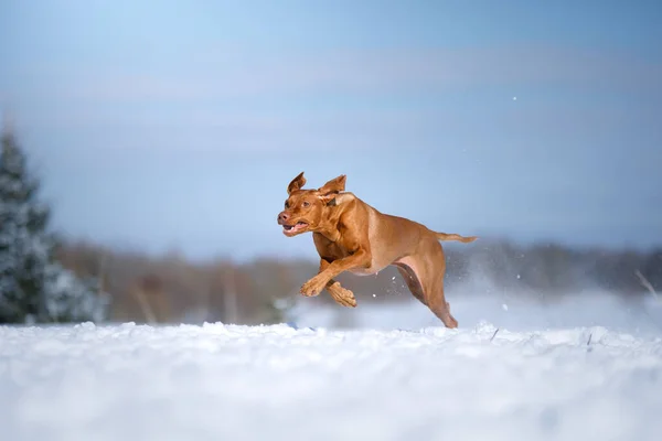 狗儿在大自然的冬天。活跃的匈牙利维兹拉人在雪地上奔跑 — 图库照片