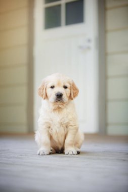 Golden Retriever köpeği evde. İçerideki köpek gibi. Evcil hayvan.