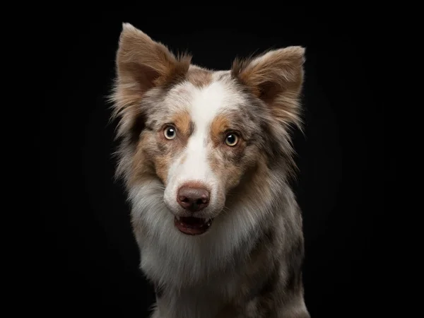 Border collie funny portrait. dog in studio on black background — Stock Photo, Image