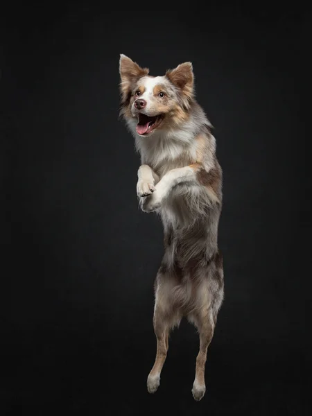 Hraniční kolie skákání. Aktivní pes ve studiu na černém pozadí — Stock fotografie