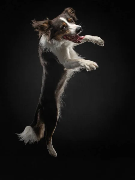 Border collie jumping. Active dog in studio on black background — Stock Photo, Image