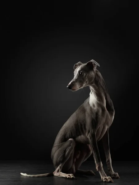 Retrato de un perro sobre un fondo oscuro. Qué gracioso whippet en el estudio. Hermosa luz —  Fotos de Stock