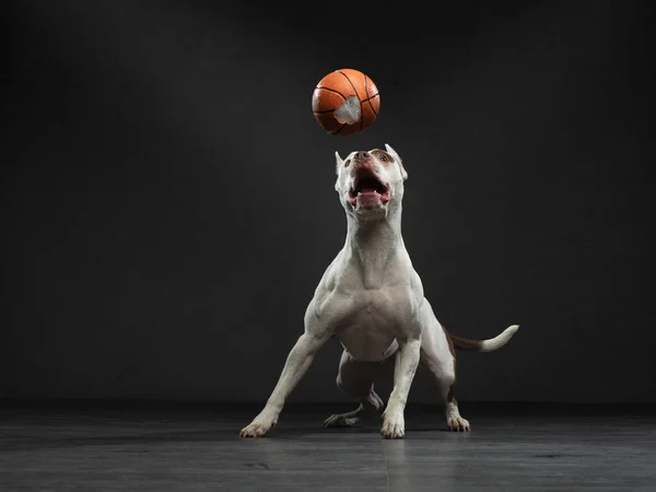 Expressivo pit bull terrier pega a bola. Cão ativo no estúdio, ação. — Fotografia de Stock