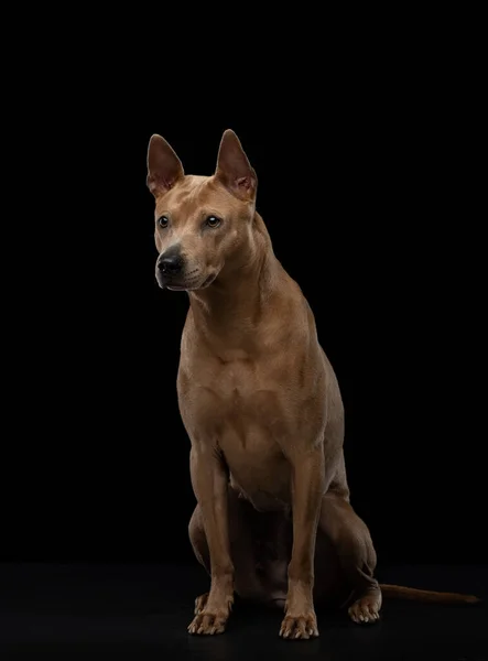 Pies na czarnym tle. Tajski ridgeback w studio — Zdjęcie stockowe