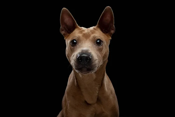 Dog on a black background. Thai ridgeback in studio — Stock Photo, Image