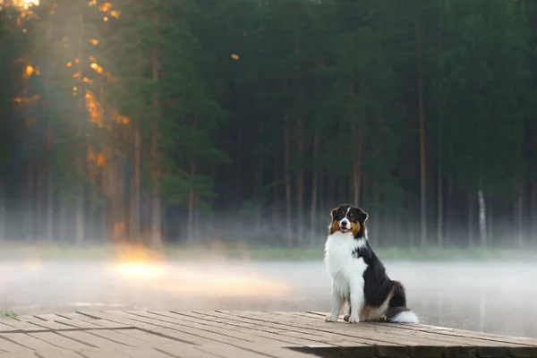 Собака на деревянном мосту на озере. Триколор и пастух — стоковое фото