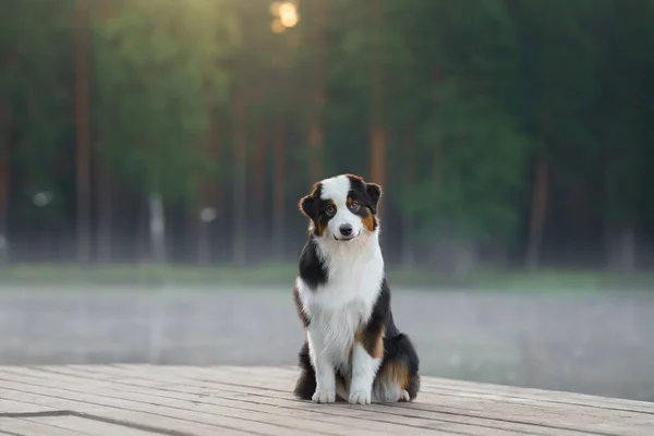 The dog on a wooden bridge on the lake. Tricolor australian shepherd — Stock Photo, Image