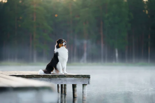 O cão em uma ponte de madeira no lago. Pastor australiano tricolor — Fotografia de Stock