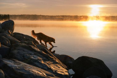  Göldeki köpek. Nova Scotia Ördek Tolling Retriever Sabah açık havada