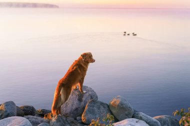  Göldeki köpek. Nova Scotia Ördek Tolling Retriever Sabah açık havada