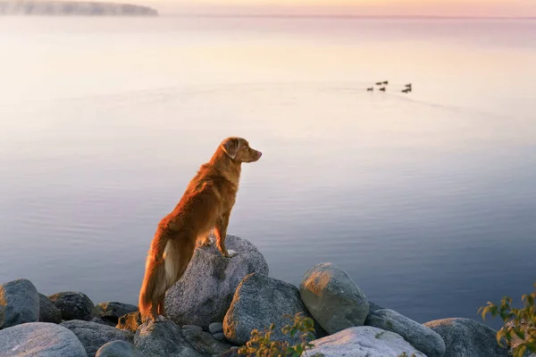 Göldeki köpek. Nova Scotia Ördek Tolling Retriever Sabah açık havada — Stok fotoğraf