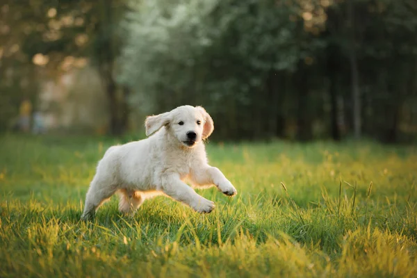 Golden Retriever köpeği çimlerin üzerinde. Köpek parkta yürüyor. — Stok fotoğraf