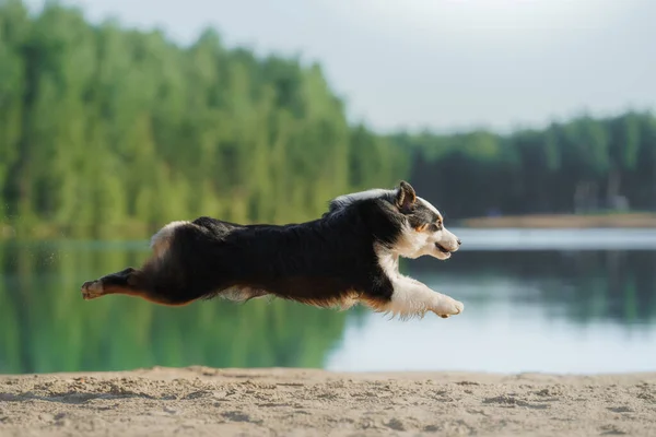 Dog jumps into the water. An active pet on the lake. Tricolor australian shepherd — Stock Photo, Image