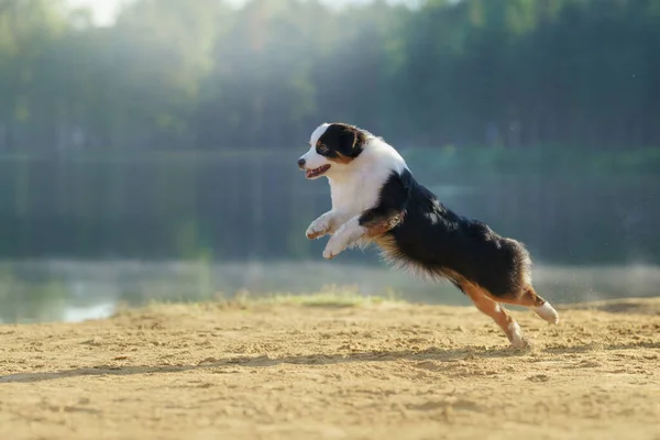 Hund springt ins Wasser Ein aktives Haustier am See. Dreifarbiger australischer Schäferhund — Stockfoto