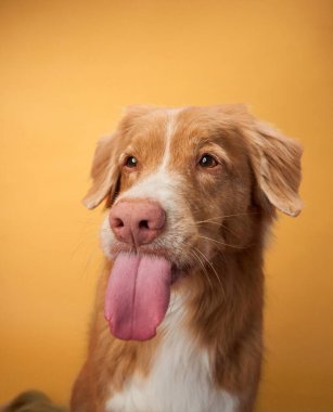 Bir Nova Scotia Duck Tolling Retriever sarı bir arka plana karşı şakacı bir şekilde dilini uzatır. Oyuncu bir jest portreye eğlenceli ve neşeli bir dokunuş katar..