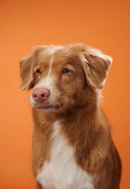 Bir Nova Scotia Duck Tolling Retriever, turuncu bir arka plana özenle bakıyor. Köpeğin yansıtıcı ifadesi arkaplandaki sıcak tonlarla tamamlanır..