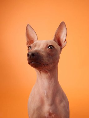 Yukarı bakan tüysüz bir Amerikan köpeğinin portresi. Turuncu bir arka planı var. Tetikte ve özenli doğasını vurguluyor..