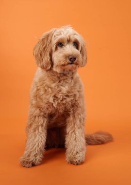 Kıvırcık kürklü bir Labradoodle, patilerini uzatmış, turuncu bir arka plana dikkatlice bakıyor..