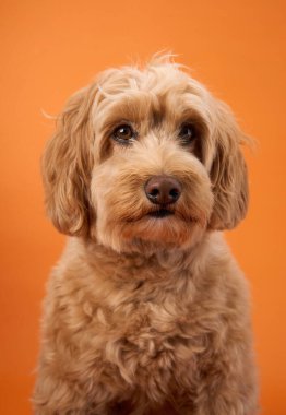 Kıvırcık kürklü bir Labradoodle turuncu arka planda otururken dikkatlice ileriye bakar..