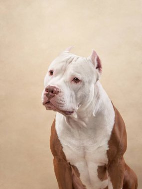 Bej bir geçmişi olan, odaklanmış ve tetikte bir Pitbull stüdyoda oturuyor. Dekorun basitliği köpeklerin keskin ve zeki özelliklerine dikkat çekiyor..