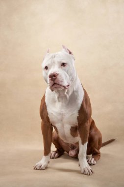 Bir Pitbull rahat bir şekilde oturur ve bej renkli yumuşak bir stüdyo arka planına dik dik bakar. Nazik duruş, onun özenli ve sakin ifadesini vurgular..