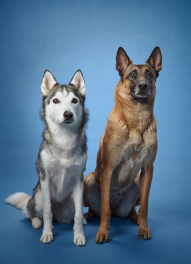 Mavi arka planda yan yana oturan bir çift Sibirya Huskusu, her biri farklı siyah ve beyaz önlüklerini ve dışavurumcu gözlerini sergiliyor.. 
