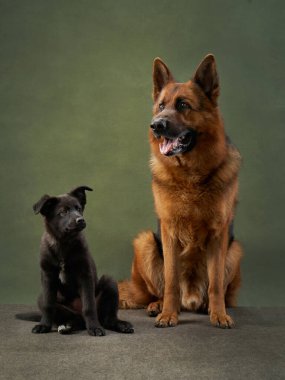 Kahverengi bir Alman kurdu ve yeşil bir arka planda oturan genç siyah bir köpek yavrusu. Görüntü, besleyici bir bağ ve karşılıklı ilgiyi betimliyor..