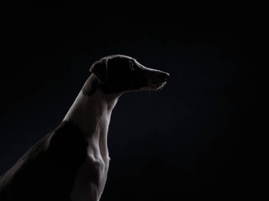 Gösterişli bir Greyhound, karanlık bir stüdyonun arka planında dramatik ışıklandırma altında poz veriyor. Görüntü, köpeklerin pürüzsüz ve pürüzsüz görünmesini vurguluyor..