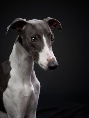 Bir Greyhound köpeği ilginç bir ifadeyle yakalandı, karanlık bir arka planla stüdyoda duruyordu. Işıklandırma onun zarif ve nazik davranışını vurguluyor..
