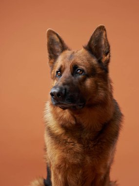 Bir Jack Russell Terrier, açık renkli duvarlarla çevrili ahşap bir köşedeki bir yatakta rahatça dinleniyor. Konforlu ortam, köpeklerin rahatlamış ifadesini ve güvenli ortamını vurguluyor.