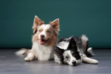 İki sınır köpeği tahta bir zeminde, sakin bir ifadeyle yan tarafa bakıyor. Koyu yeşil arka plan siyah ve beyaz kürkleriyle çelişiyor..