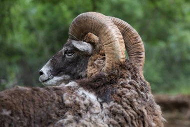 Kıvrık boynuzlu bir koç profilde duruyor. Kalın postu ve arka plan yeşili hayvanı vurgular..