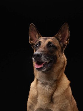Bronz tenli bir Belçikalı Malinois, yukarıdan aydınlatılmış, siyah bir zeminde, hafifçe yukarı bakar..