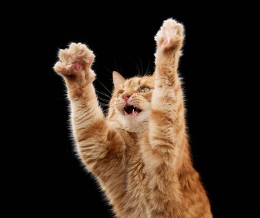 Kızıl bir kedi sanki uzanır ya da oynar gibi iki pençesini de uzatır. Siyah bir arkaplanda dikey bir stüdyo çerçevesinde orta-hareketin görüntüsü..