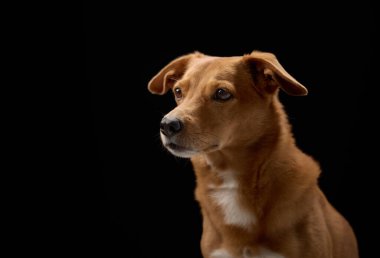Sakin bir köpek sola bakıyor, profili yavaşça aydınlatılıyor. Kulakları hafif kıvrılmış..