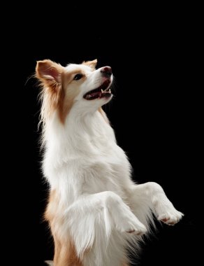 Border collie stüdyo ortamında arka ayakları üzerinde dik oturur. Dikey çekimde jest oyuncu ve anlamlı görünüyor..