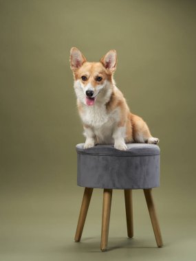 Bir Pembroke Welsh Corgi, küçük tahta bir tabureye güvenle oturur, zarif bir poz verir. Yumuşak yeşil arka plan köpeklerin bakımını tamamlıyor..